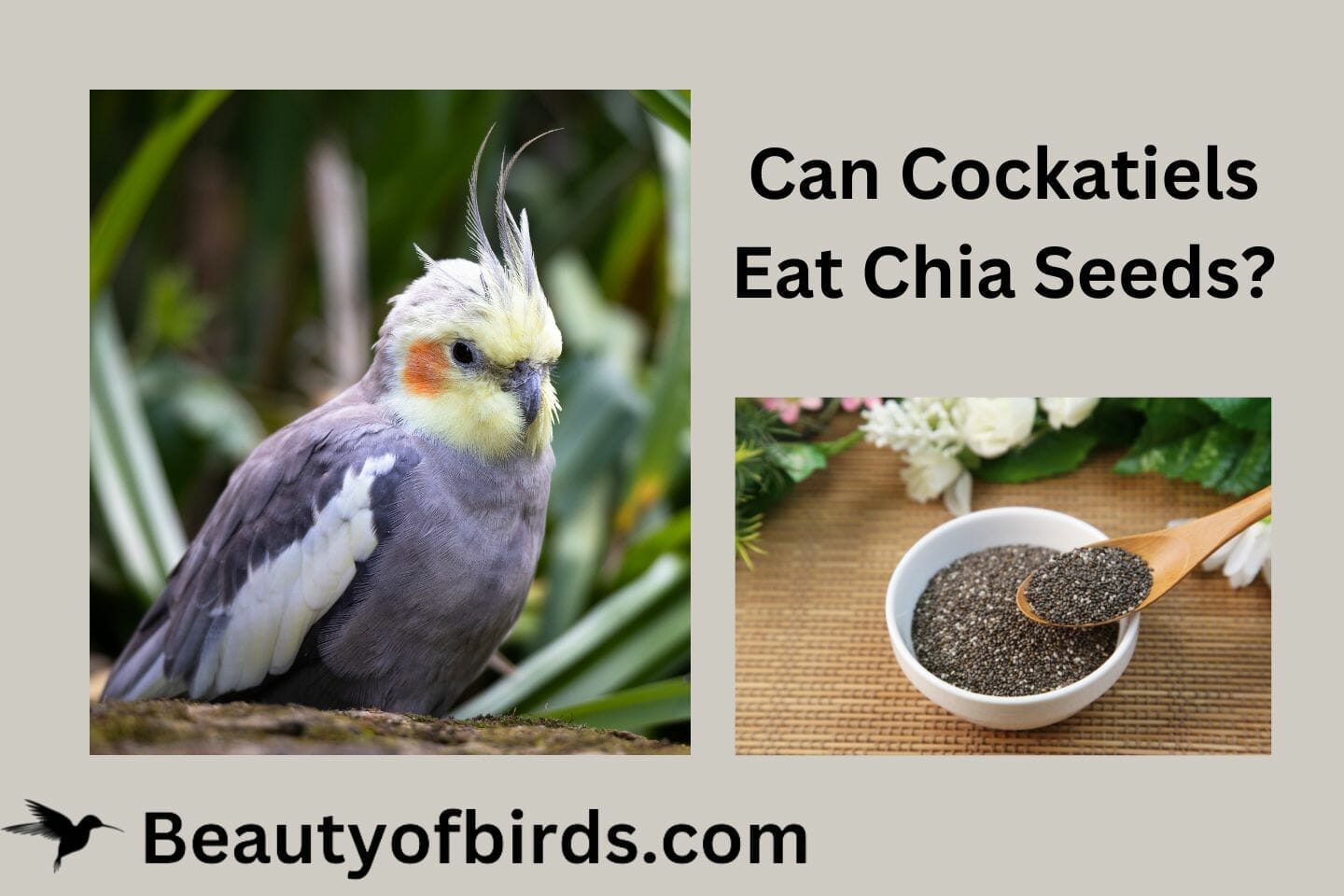 Can Cockatiels Eat Chia Seeds