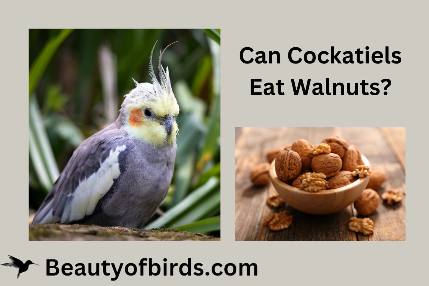Can Cockatiels Eat Walnuts? Is It Too Tough a Nut To Crack?