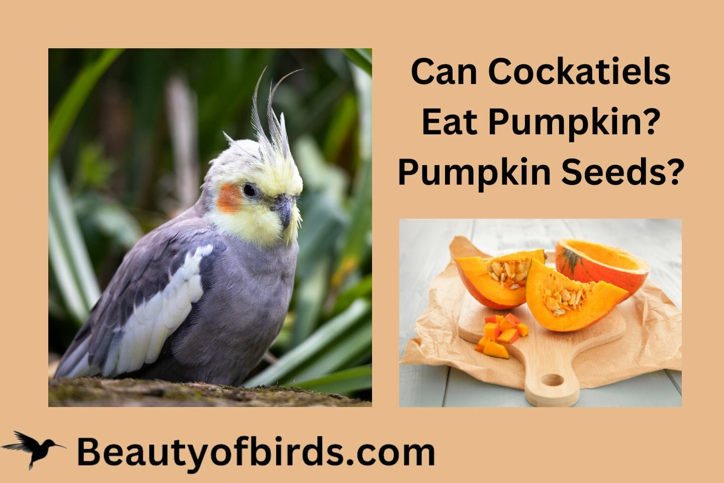 Can Cockatiels Eat Pumpkin