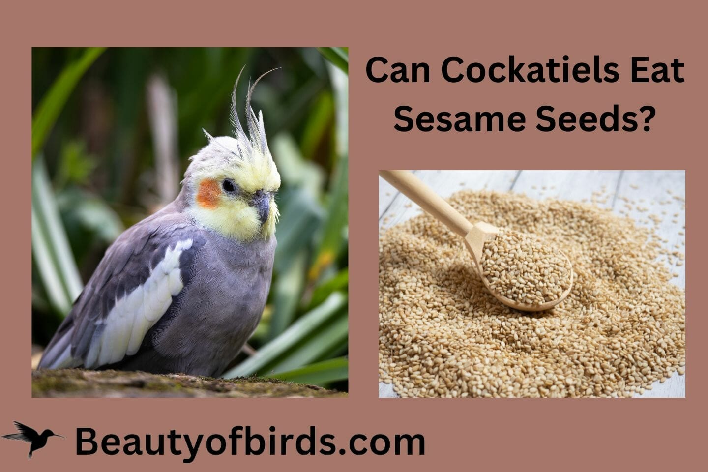 Can Cockatiels Eat Sesame Seeds
