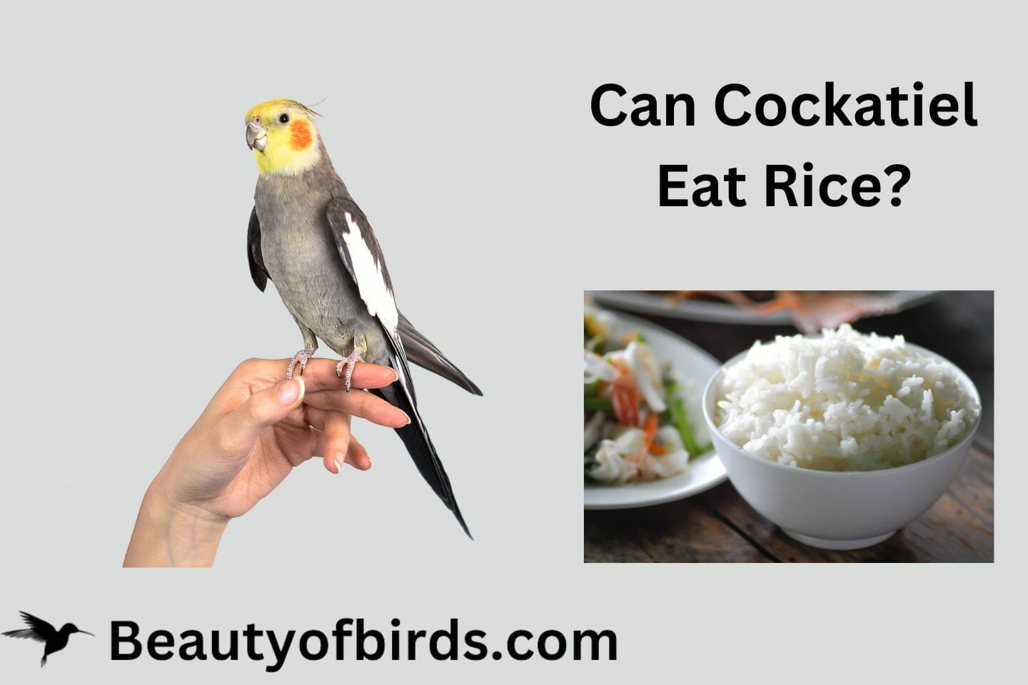 Can Cockatiel Eat Rice