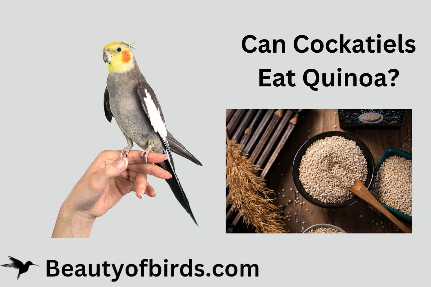 Can Cockatiels Eat Quinoa