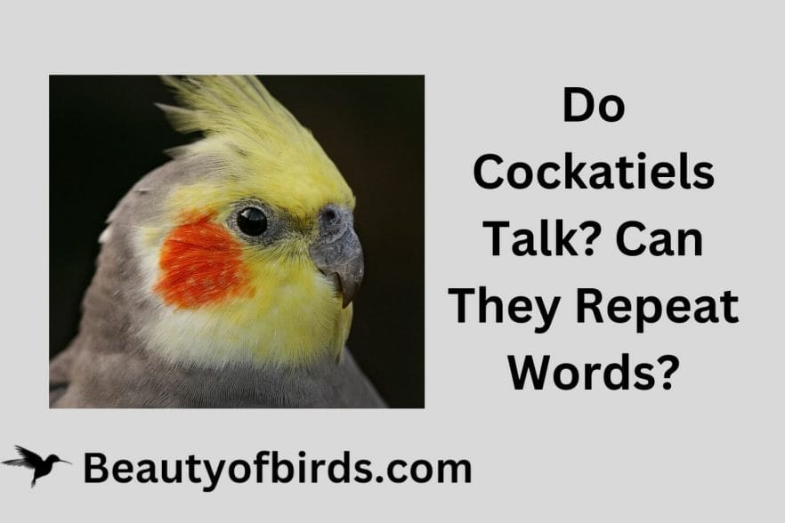 Do Cockatiels Talk