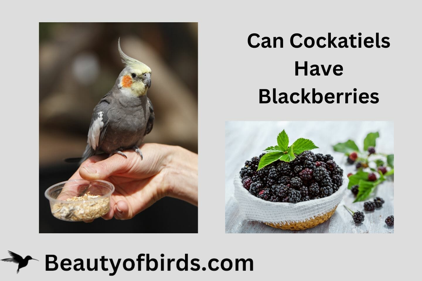 Can Cockatiels Have Blackberries? Advice On How To Feed Them