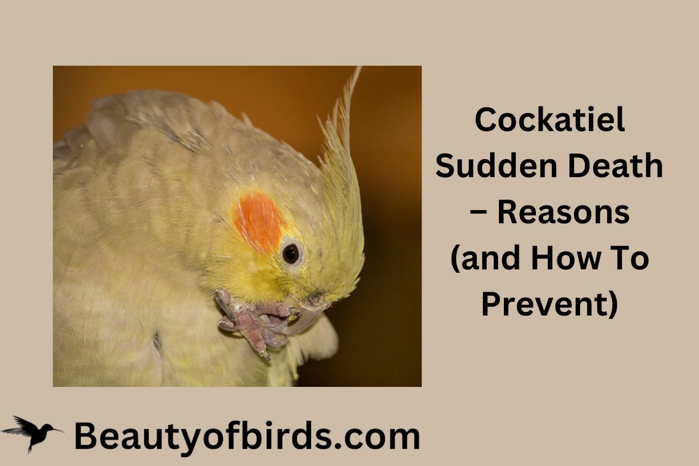 Cockatiel Sudden Death – Reasons (and How To Prevent)