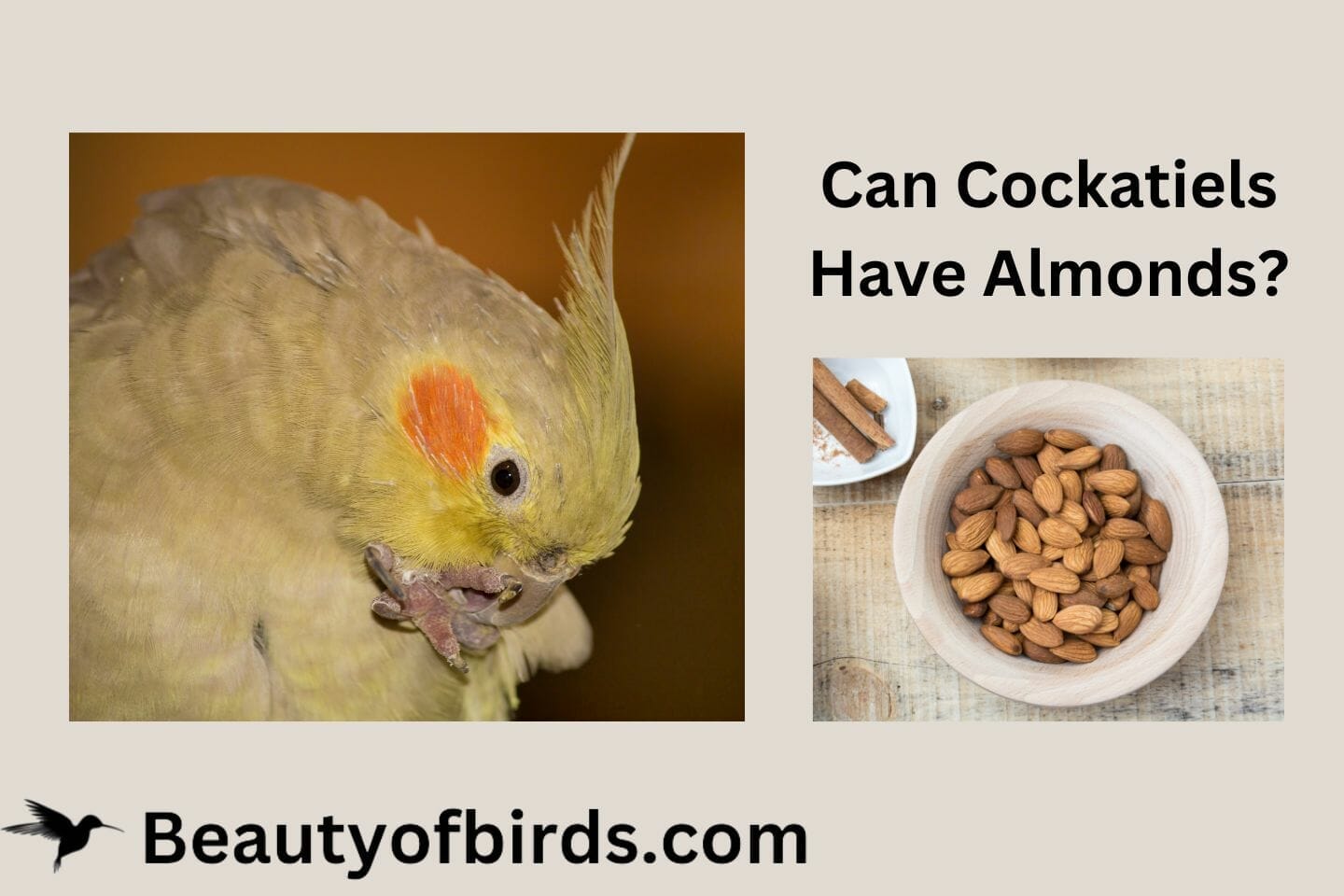 Can Cockatiels Have Almonds