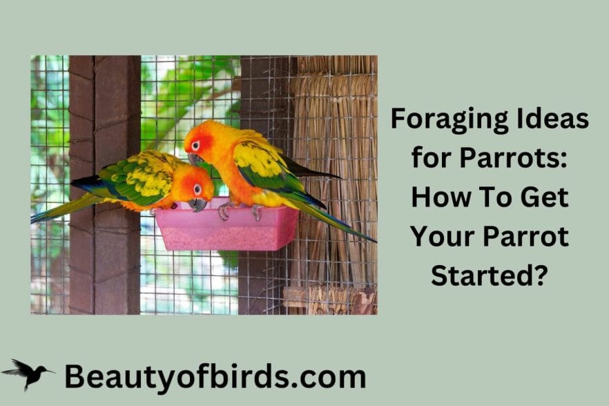 Foraging Ideas for Parrots