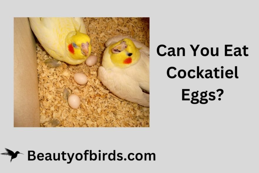 Can You Eat Cockatiel Eggs