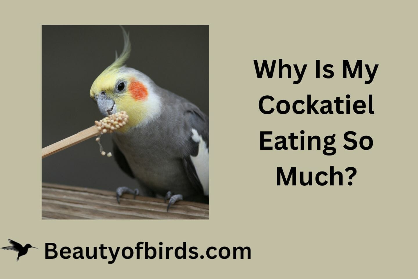 Why Is My Cockatiel Eating So Much?