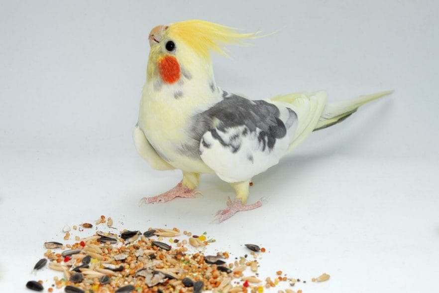 How Long Can A Cockatiel Go Without Food?