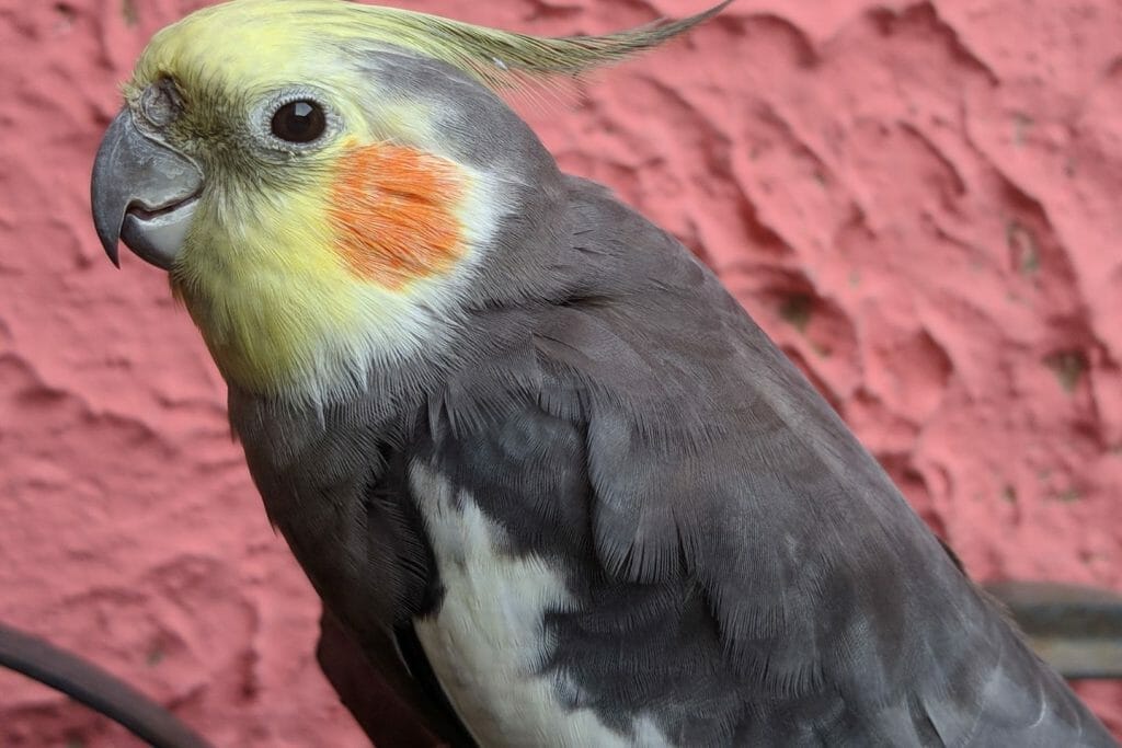 Do Cockatiels Have Ears? Why Can't You See Them?