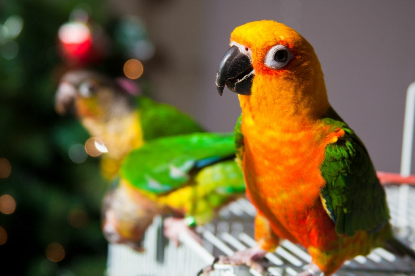 Do Conures Get Along With Cockatiels?