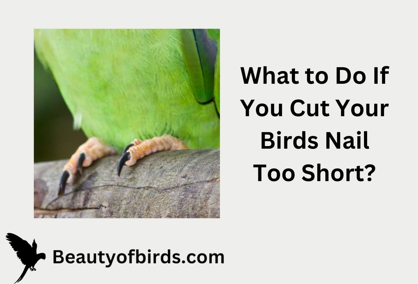 What To Do If You Cut Your Birds Nail Too Short