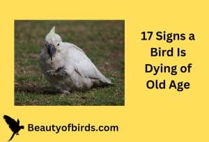 Signs a Bird Is Dying of Old Age
