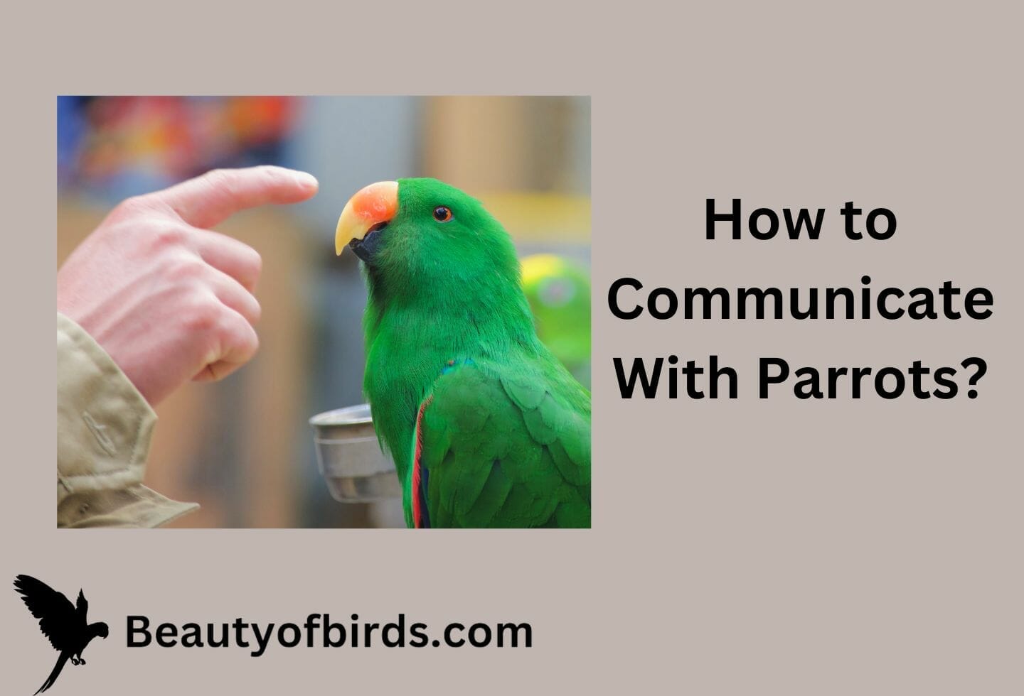 How To Communicate With Parrots?