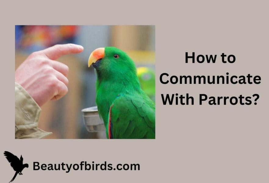 How to Communicate With Parrots