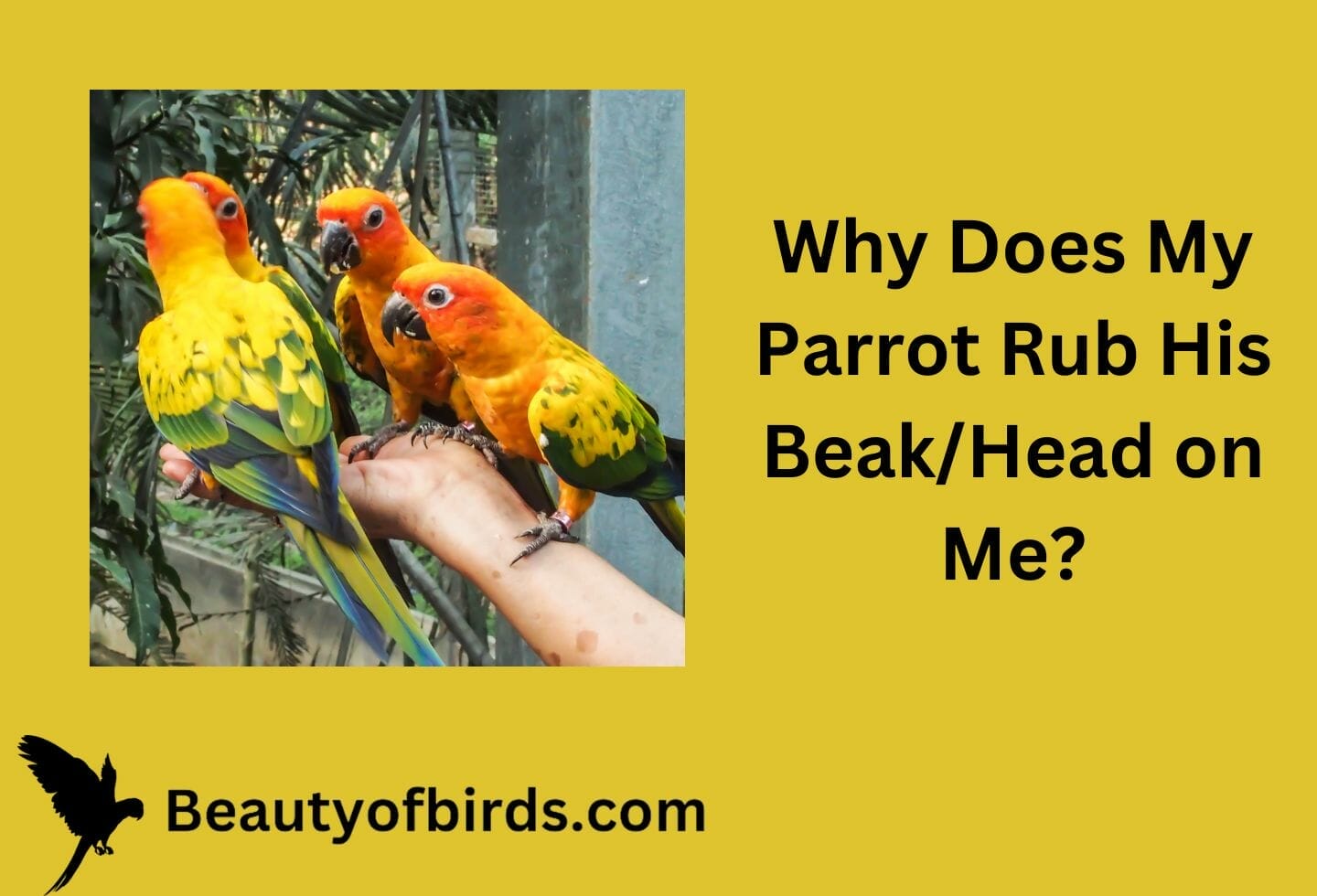Why Does My Parrot Rub His Beak/Head on Me