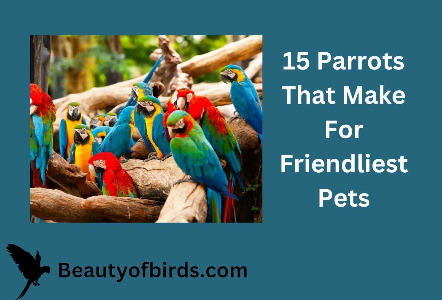 papa - capim Beautiful birds, Pet birds