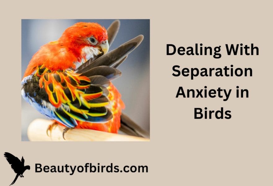 Dealing With Separation Anxiety in Birds