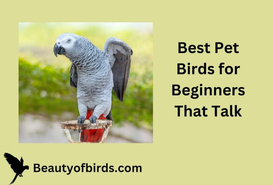 Best Pet Birds for Beginners That Talk