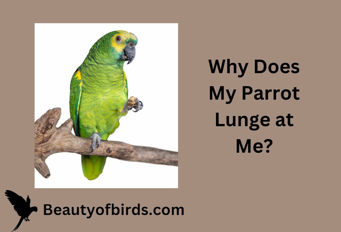 Why Does My Parrot Lunge at Me