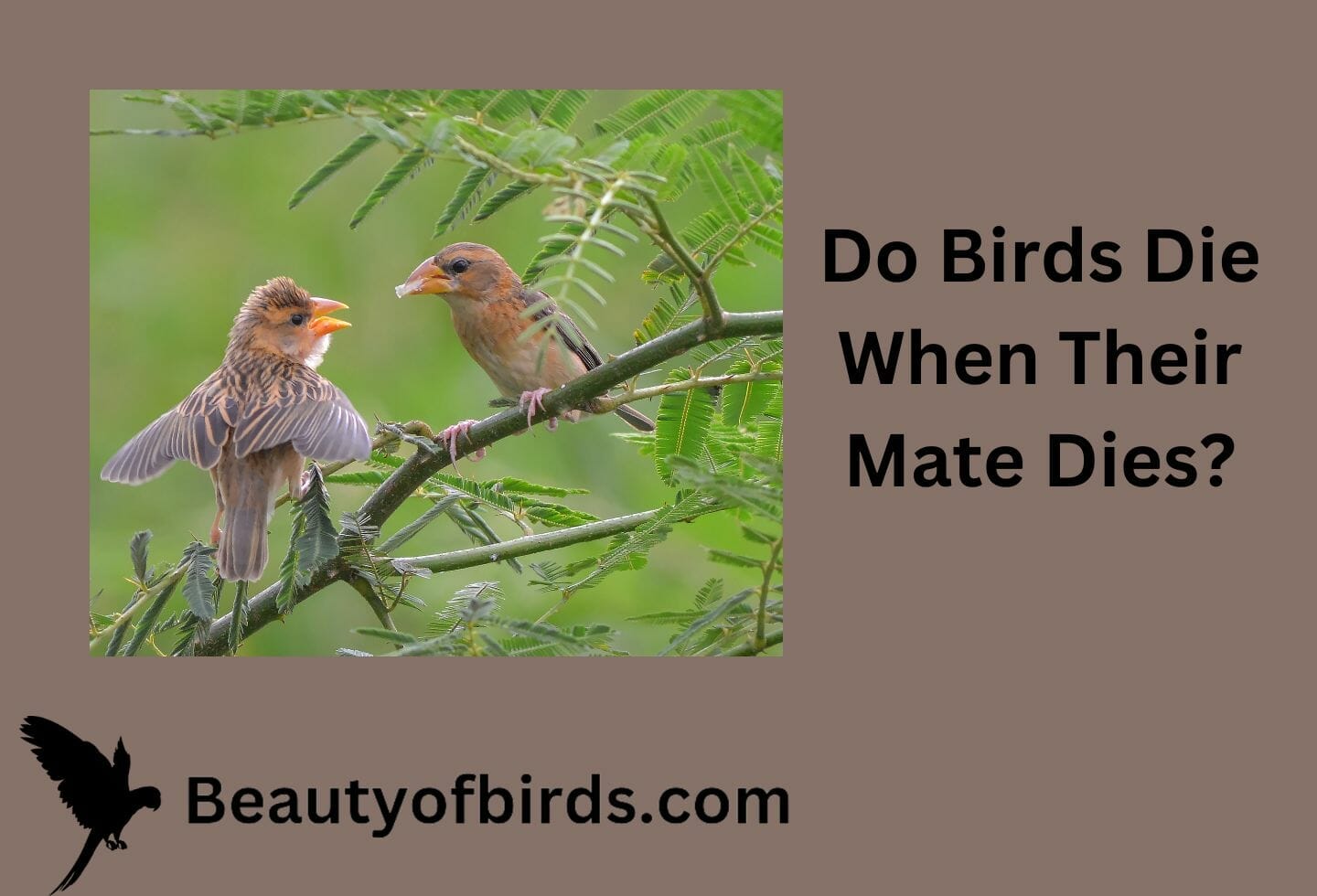 Do Birds Die When Their Mate Dies