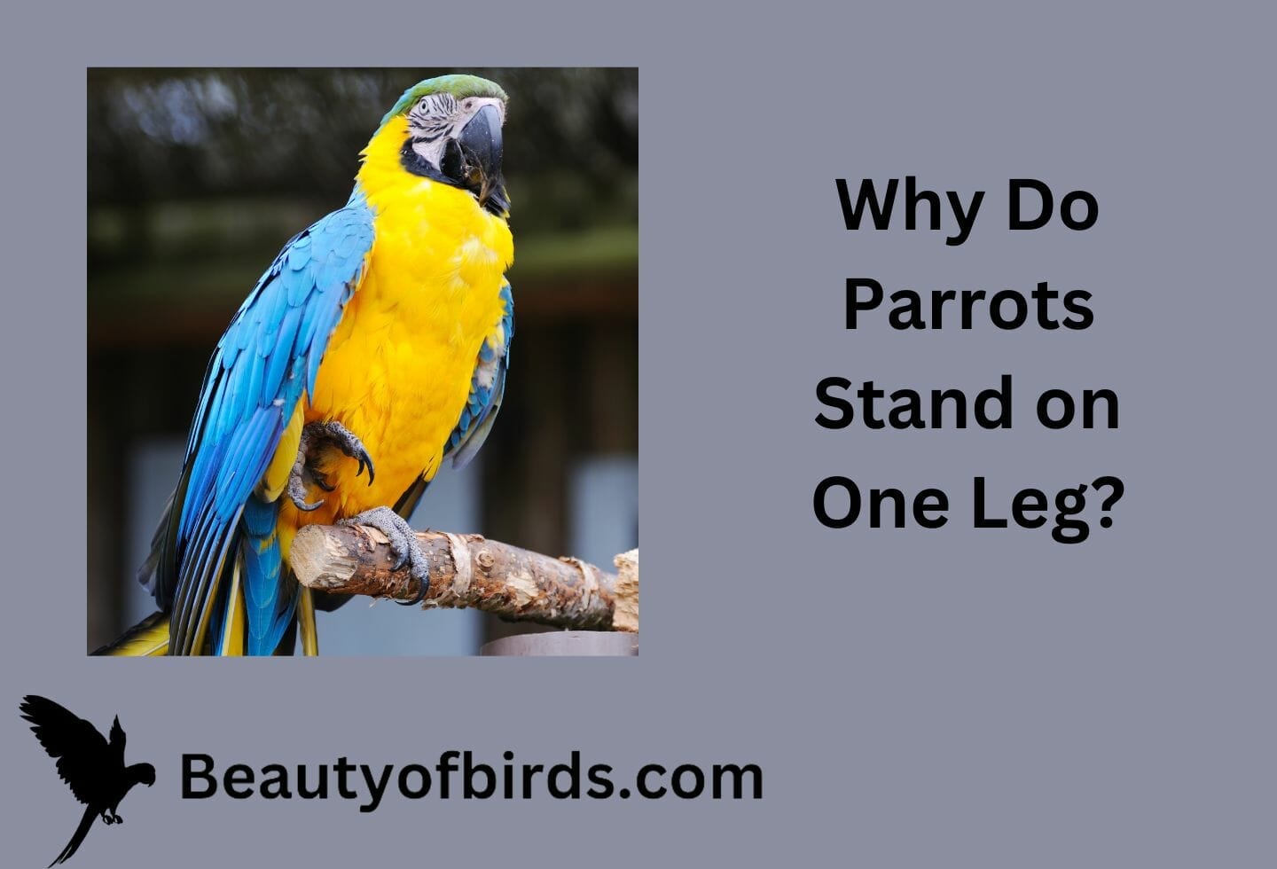 Why Do Parrots Stand on One Leg