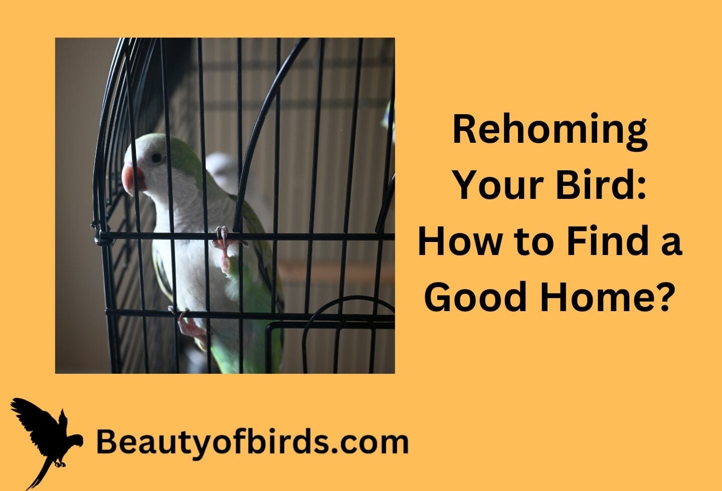 Rehoming Your Bird