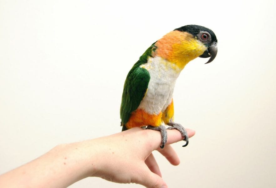 15 Parrots That Make For Friendliest Pets