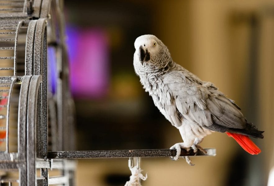 papa - capim Beautiful birds, Pet birds