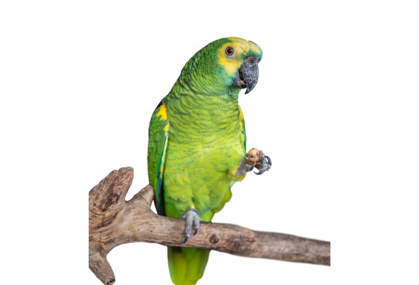Why Do Parrots Stand on One Leg?