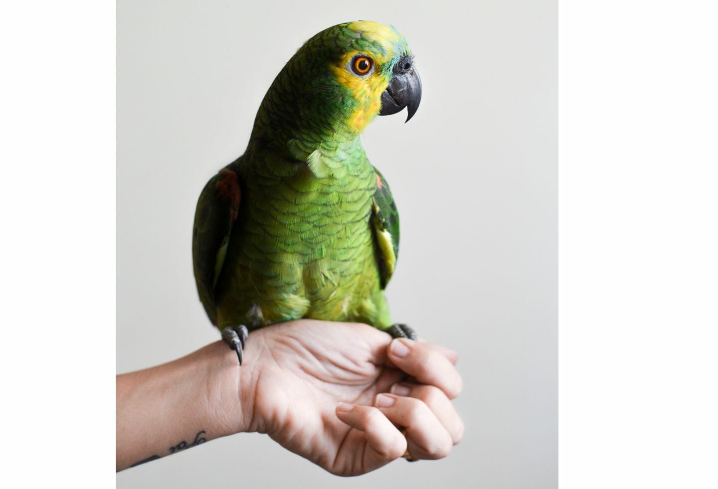 Why Does My Parrot Rub His Beak/Head on Me?