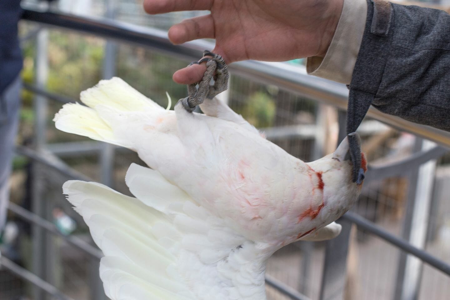 Why Does My Parrot Bite and How to Stop It?