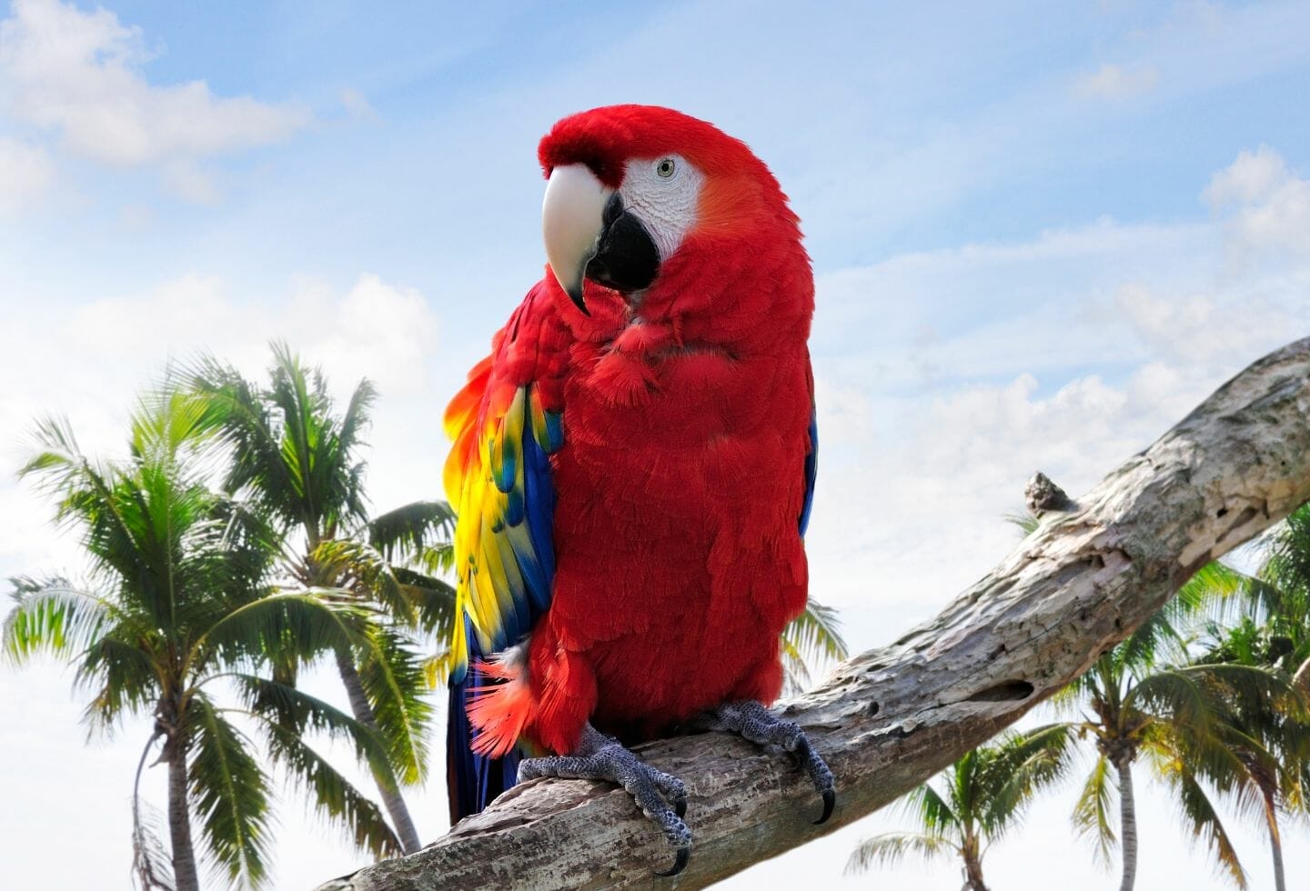 Why Does My Parrot Lunge at Me? 11 Reasons & Solutions