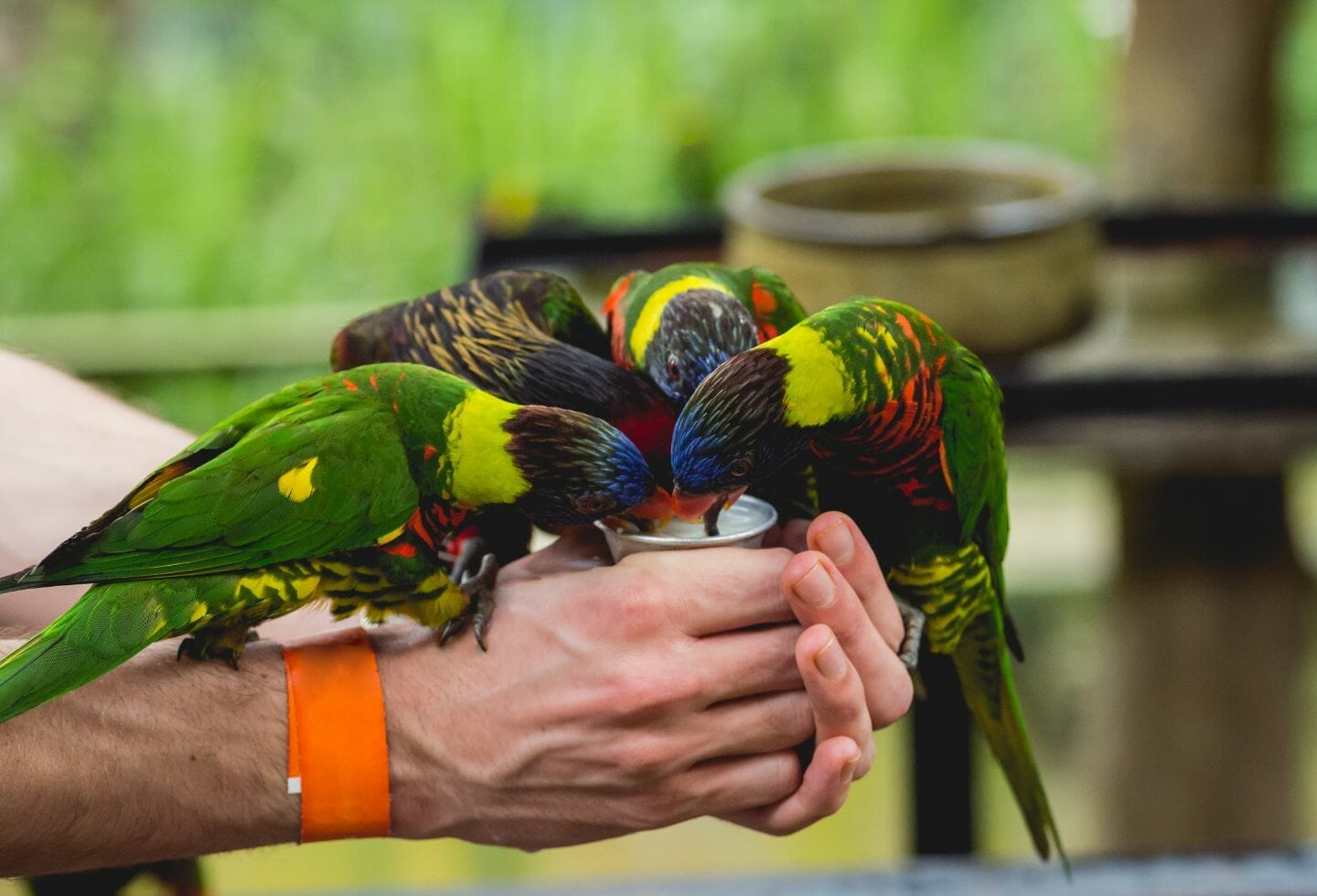 Why Does My Parrot Rub His Beak/Head on Me?