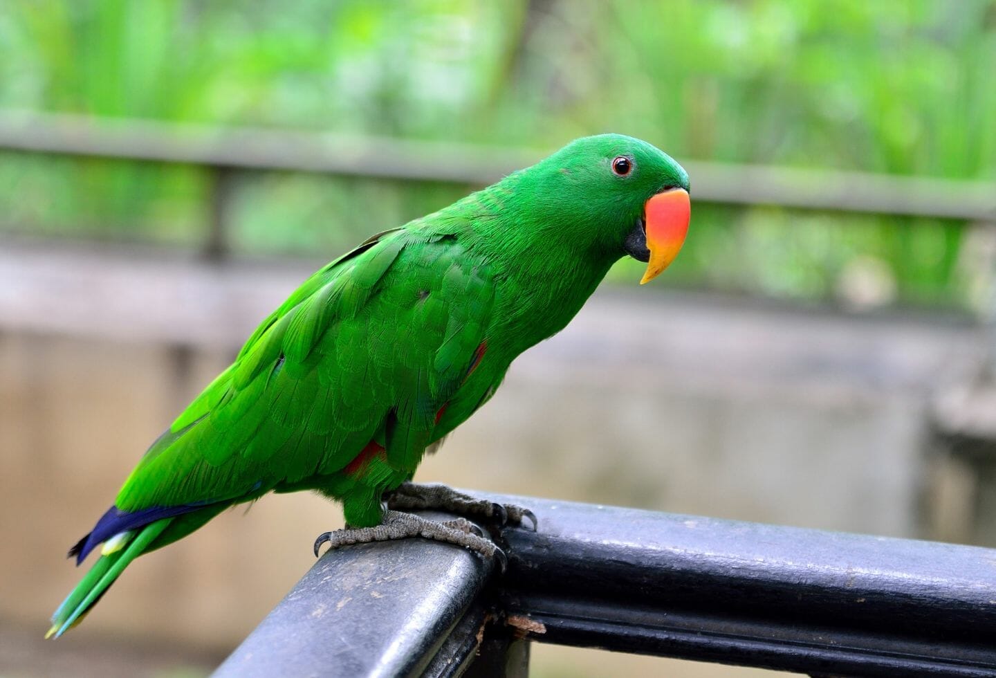 11 Best Pet Birds for Beginners That Talk