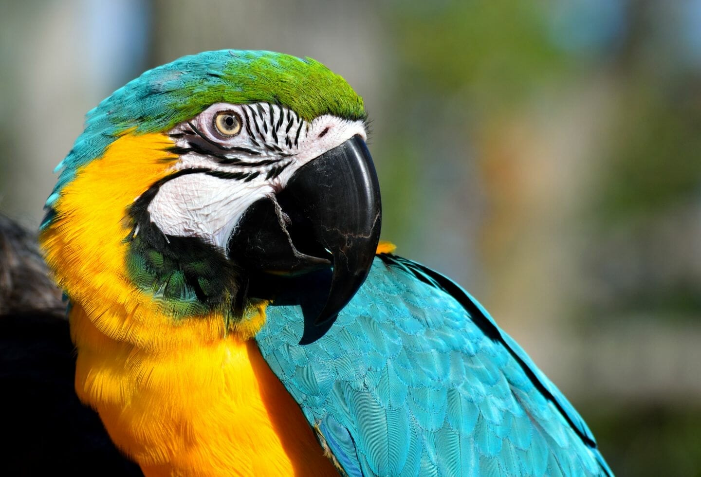 Why Does My Parrot Lunge at Me? 11 Reasons & Solutions