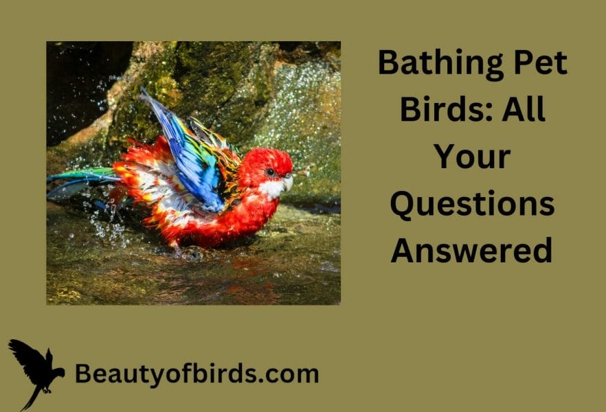 Bathing Pet Birds: All Your Questions Answered