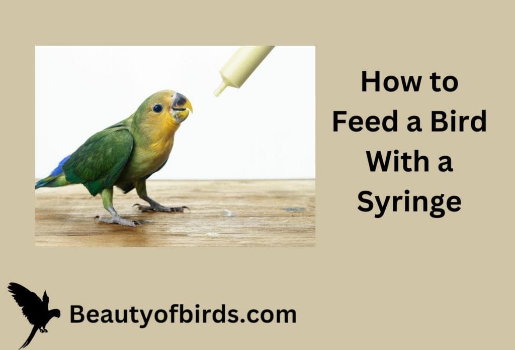How to Feed a Bird With a Syringe