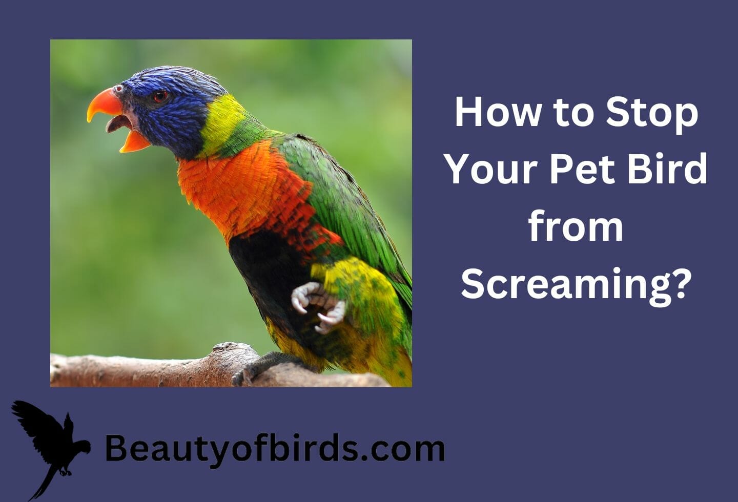 How to Stop Your Pet Bird from Screaming
