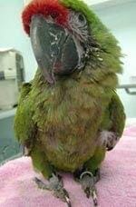 A macaw suffering from Avian Bornaviral Ganglioneuritis