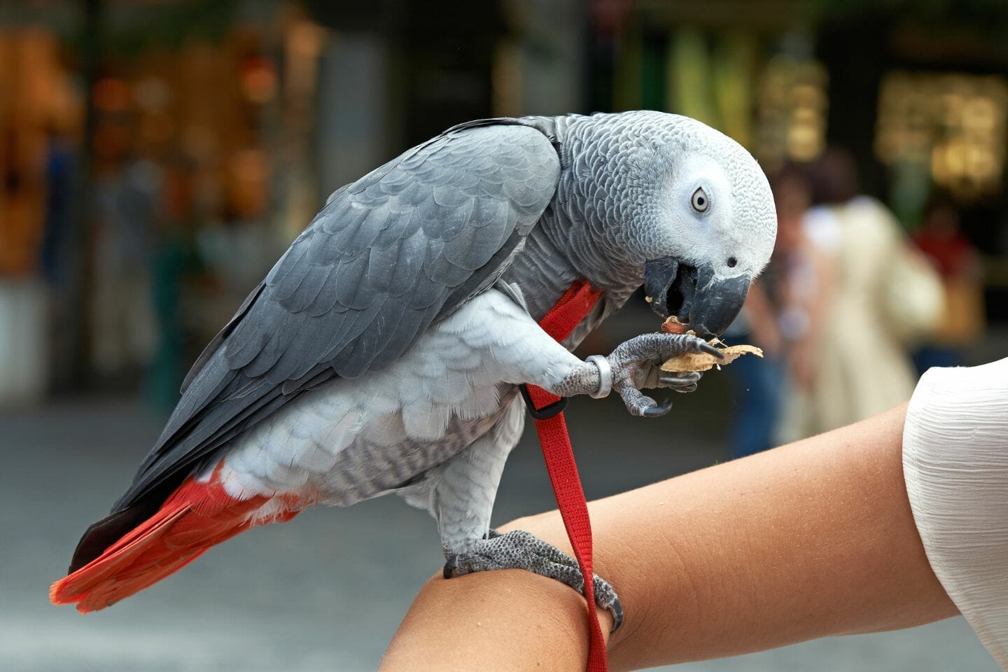 Timneh African Grey vs Congo Key Differences