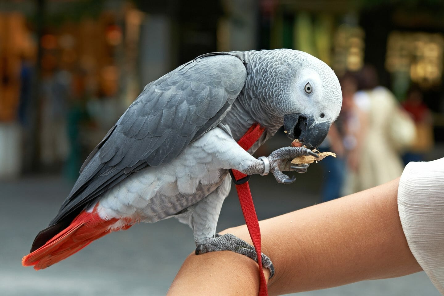 African best sale grey congo