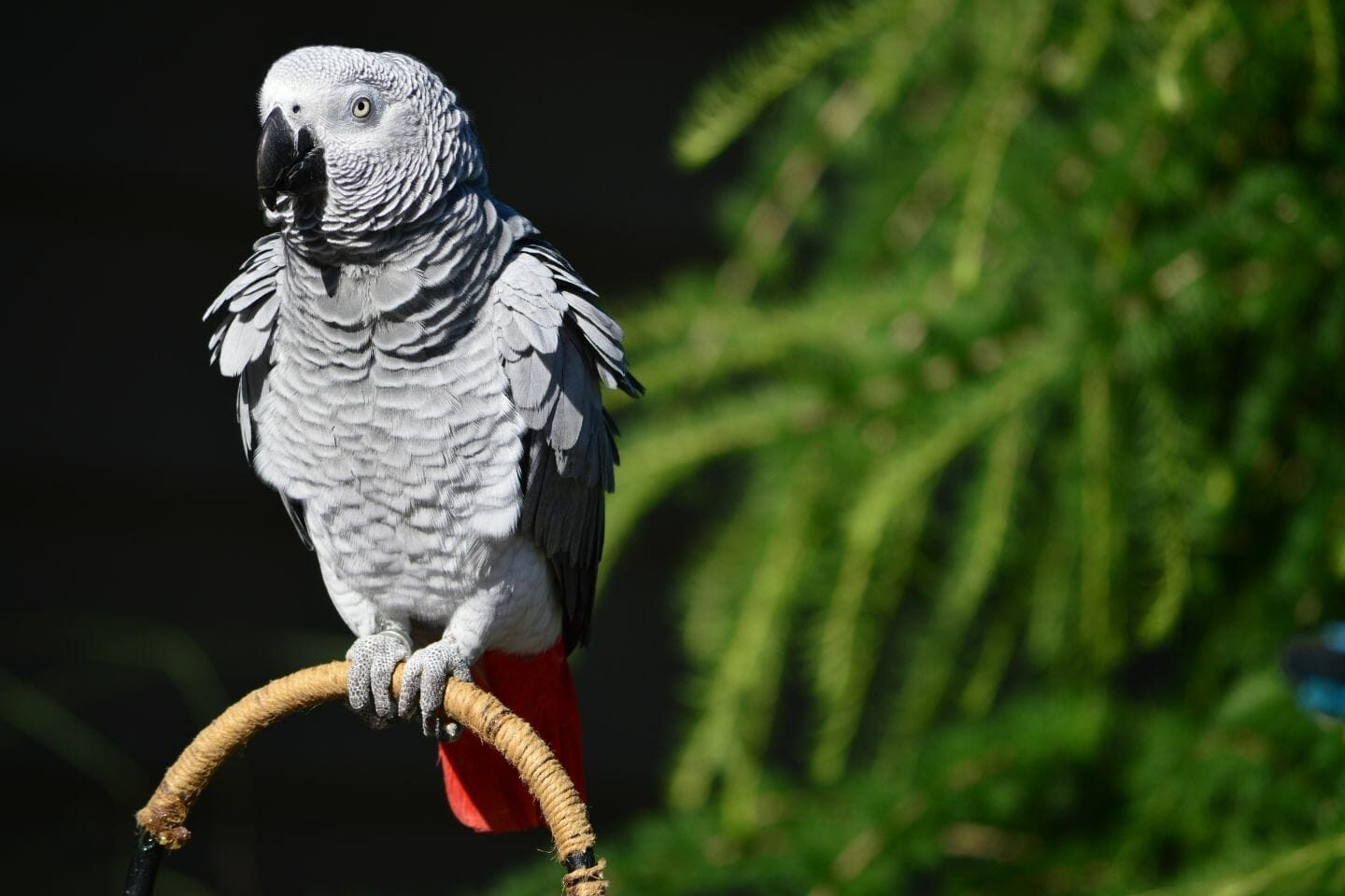 Timneh African Grey vs Congo Key Differences