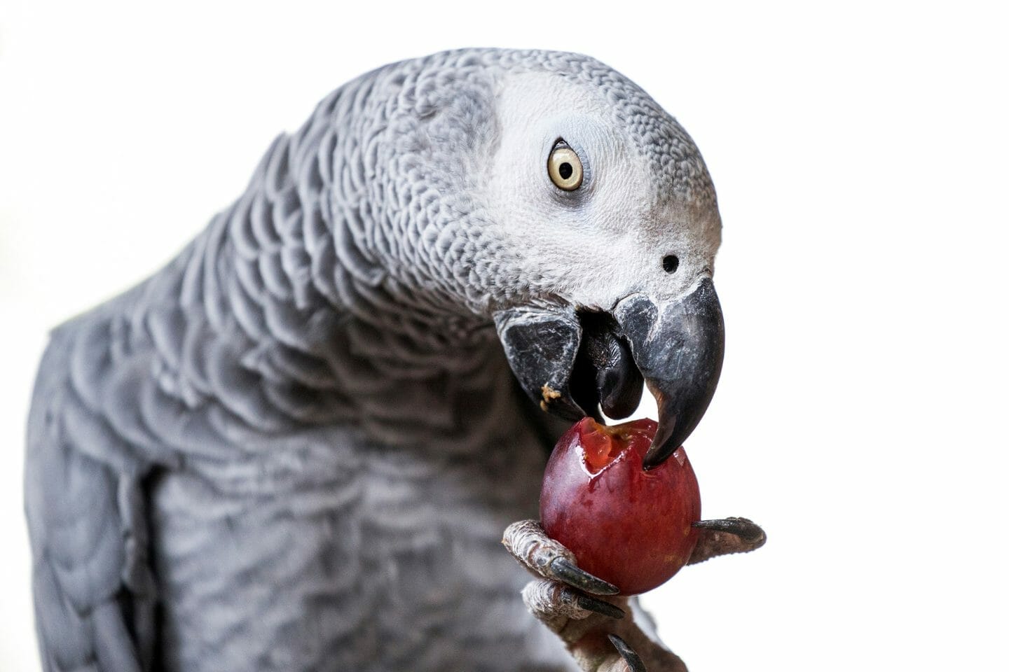 African grey hot sale parrot food