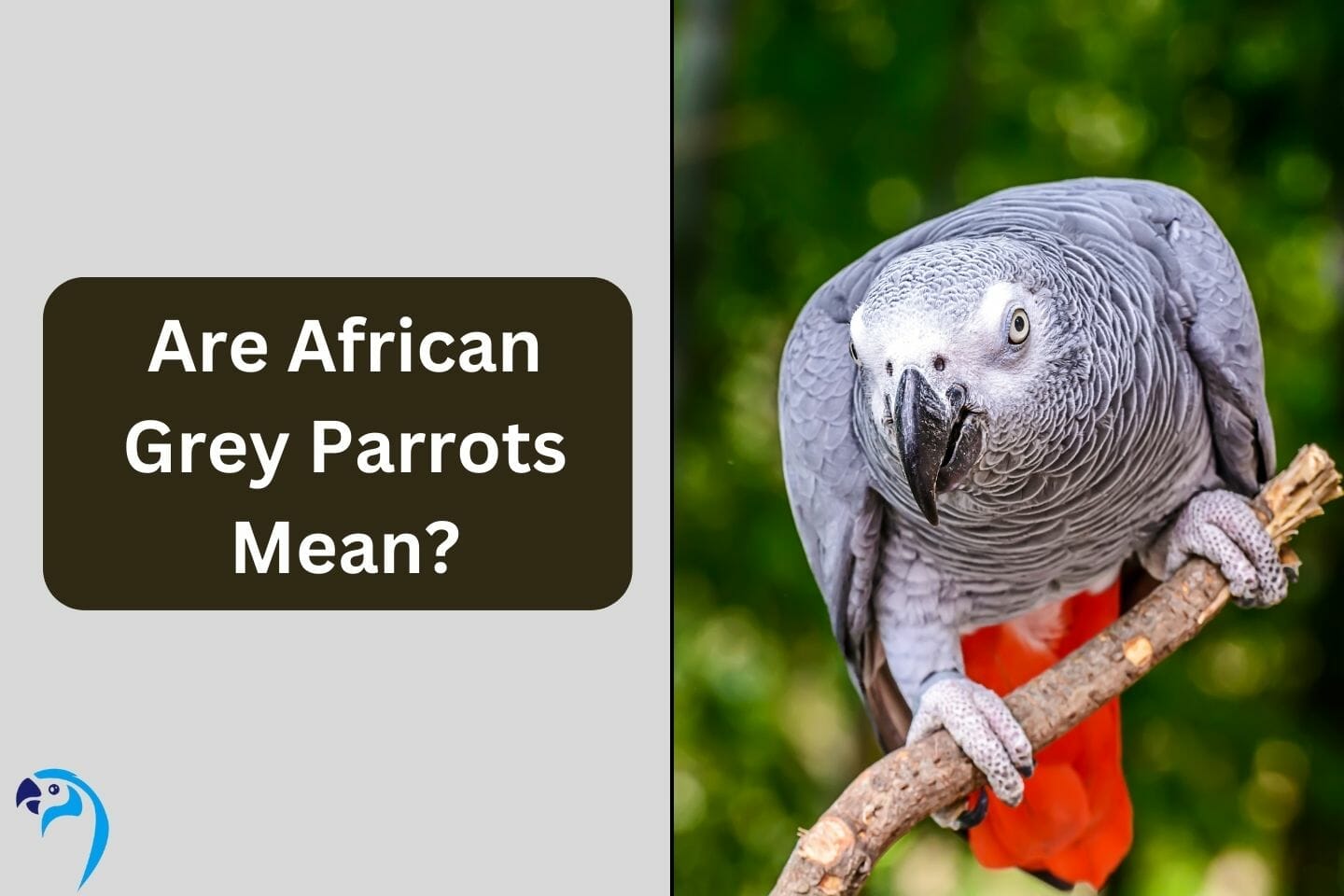 Image showcasing Are African Grey Parrots Mean? Understanding Their Aggressive Behaviors
