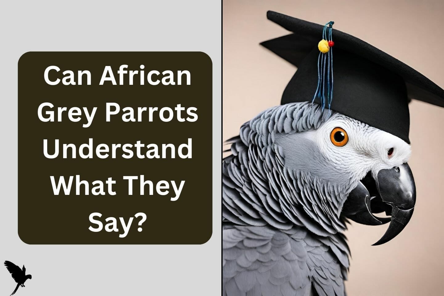 Can African Grey Parrots Understand What They Say?