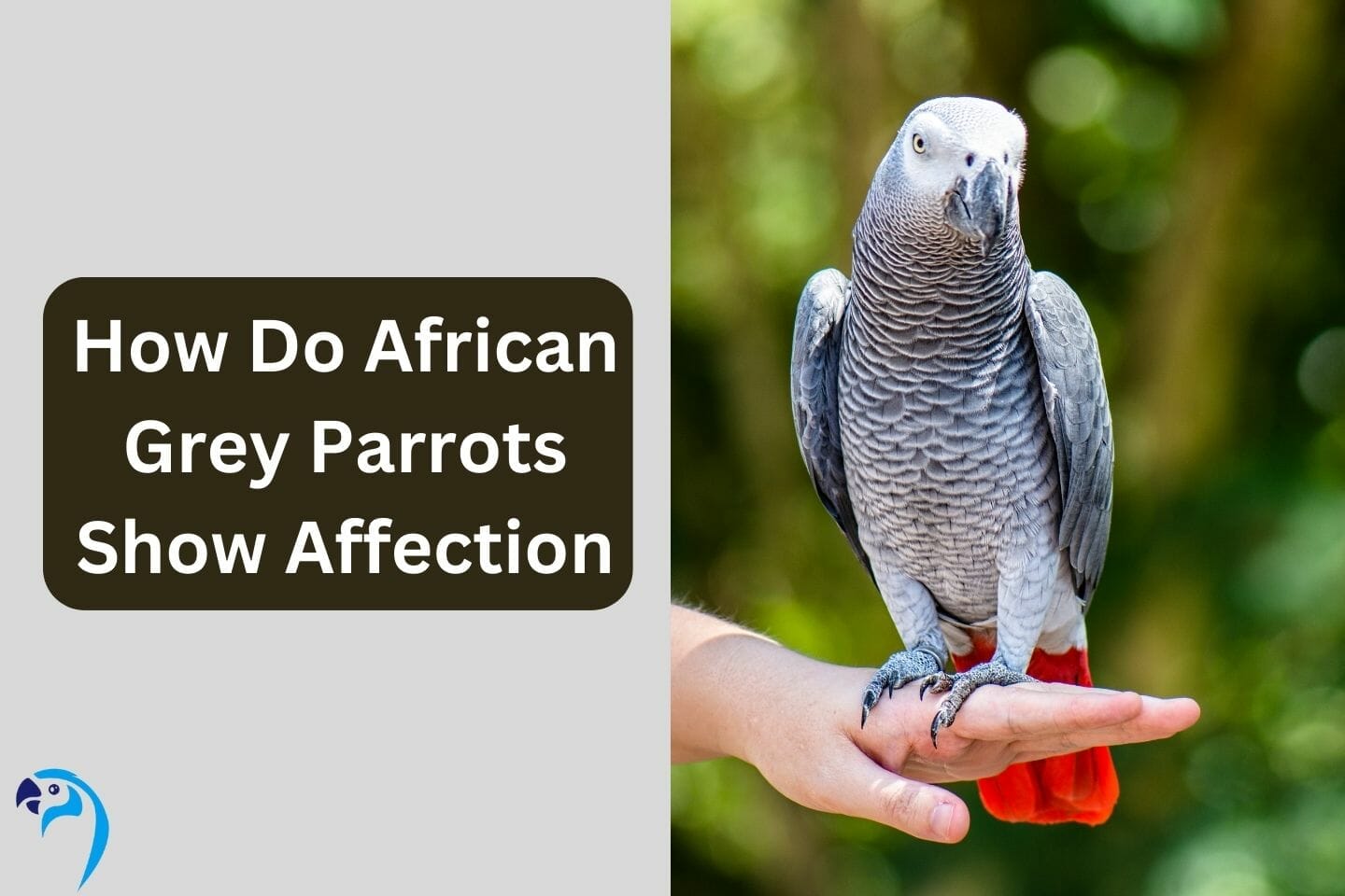 How Do African Grey Parrots Show Affection? 11 Signs To Watch Out For