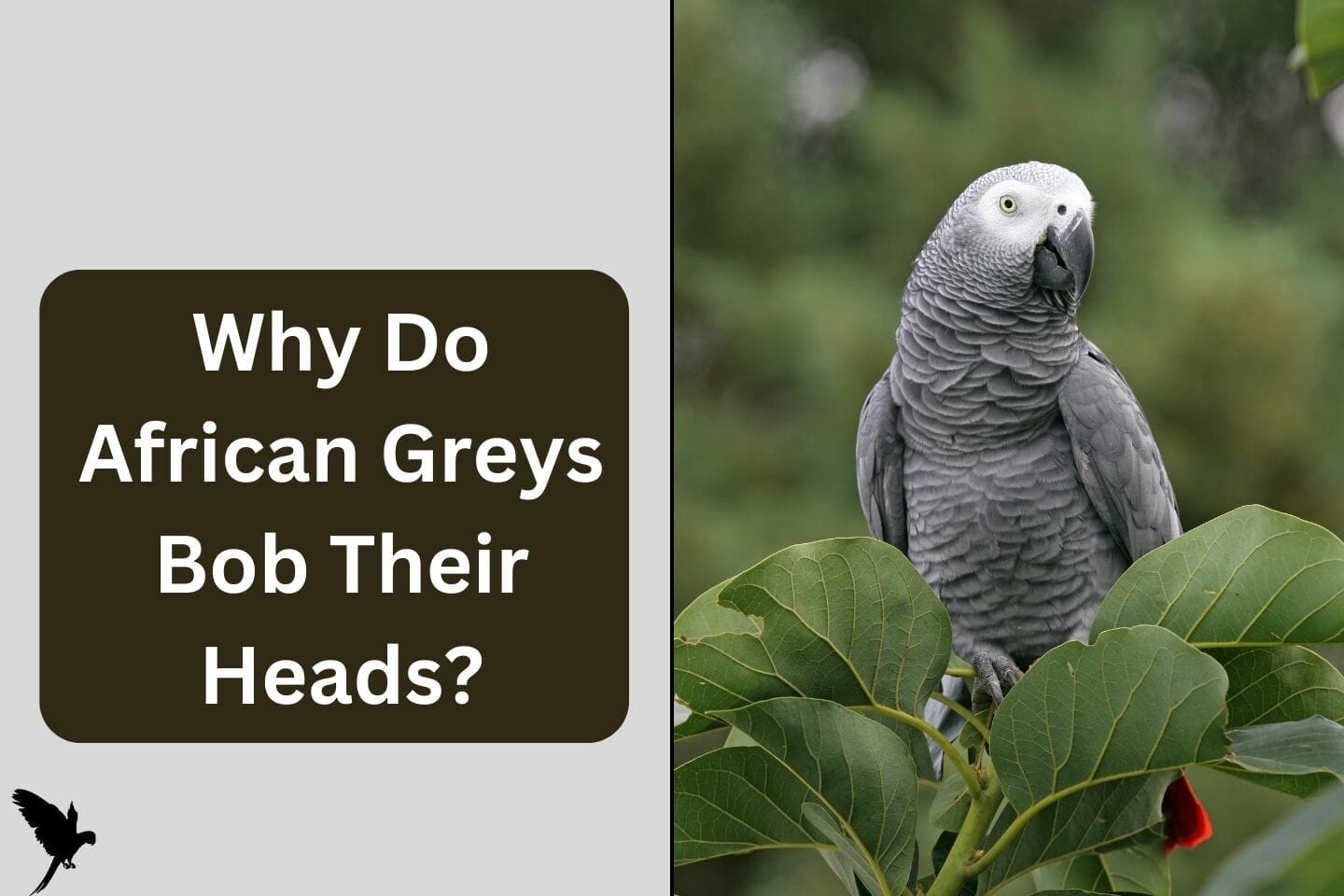 Why Do African Greys Bob Their Heads? Unraveling The Great Head Bobbing Mystery