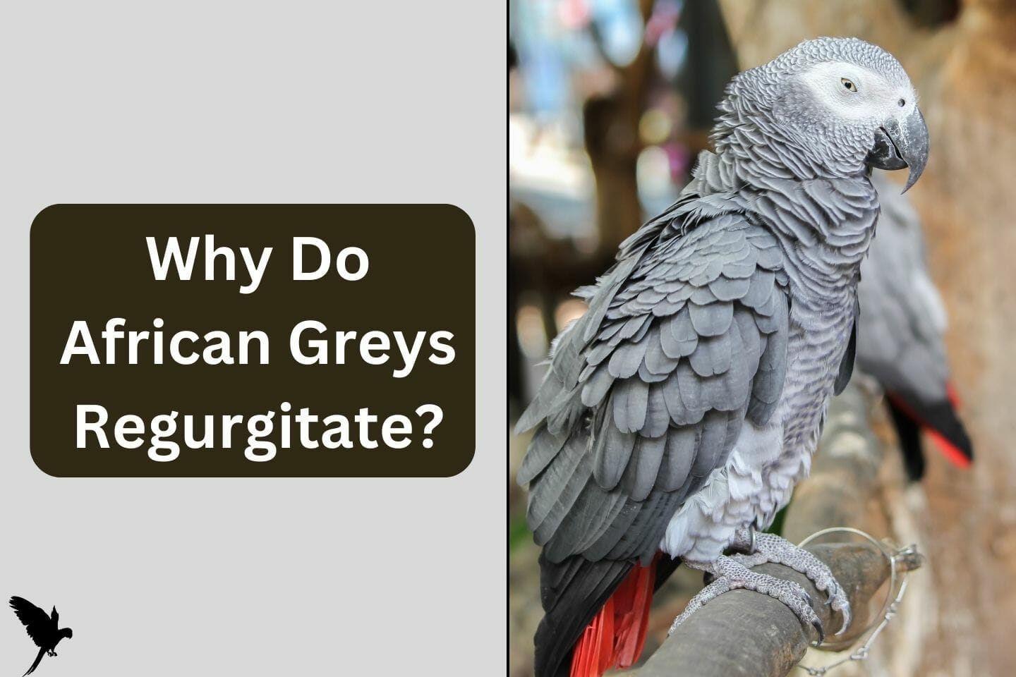 Why Do African Greys Regurgitate?